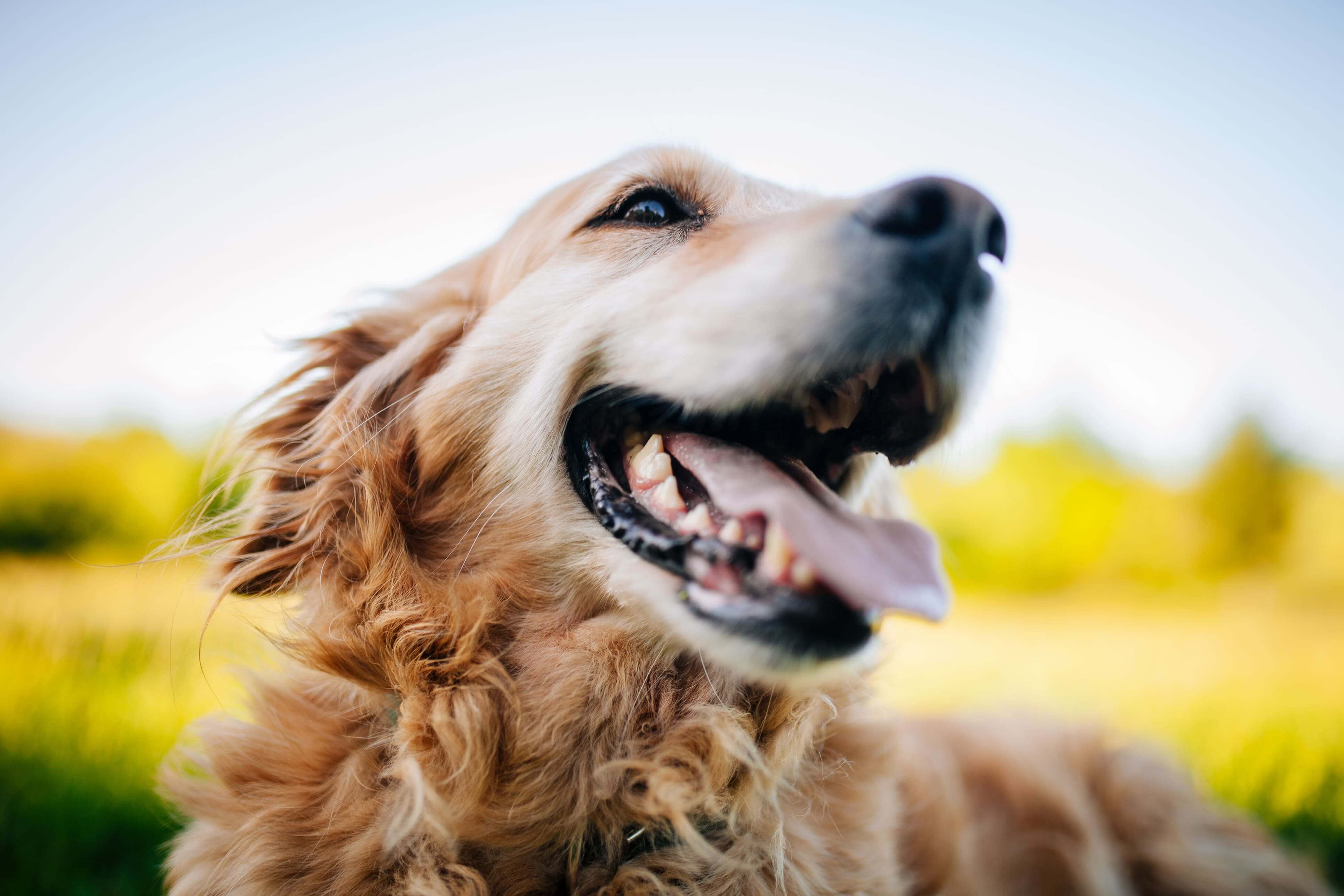 Happy Pet Stop Dog